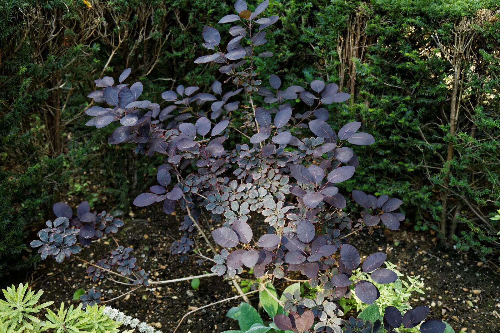 Spiny Smoke Tree (Psorothamnus Spinosus) — the Smoke Tree prefers full sun exposure and well-drained soils