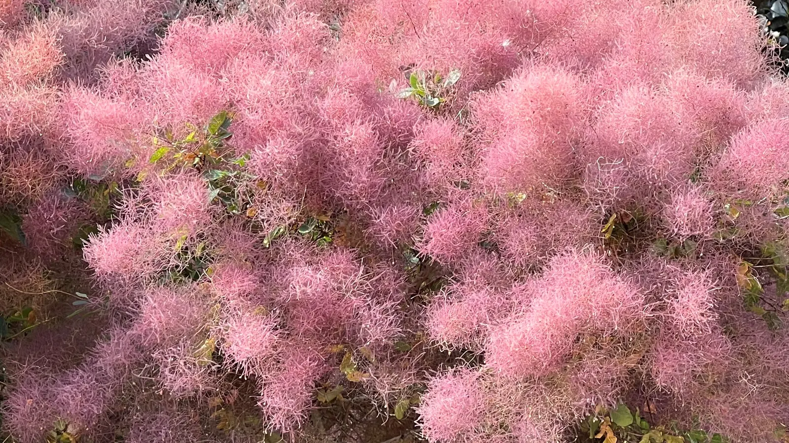 Spiny Smoke Tree (Psorothamnus Spinosus) — shrub / tree with purple blooms