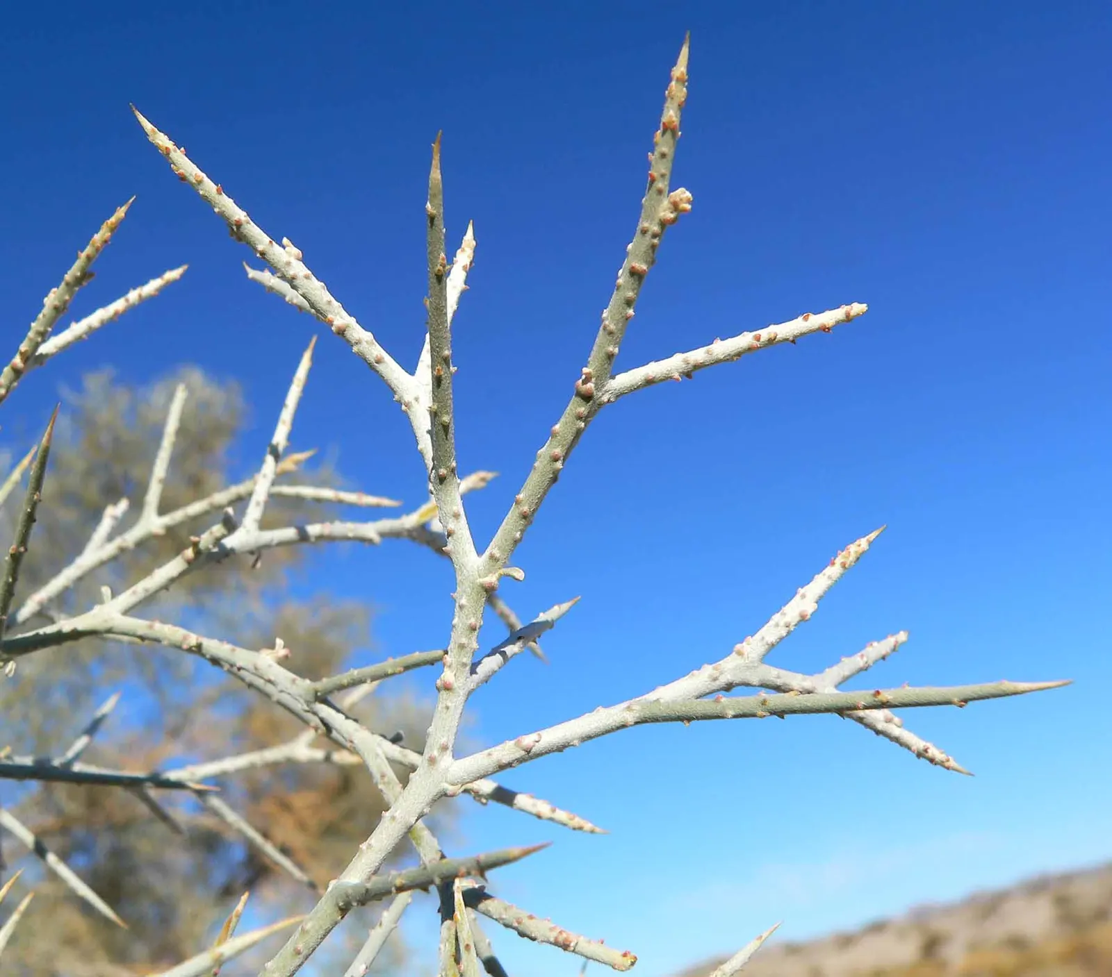 Spiny Smoke Tree (Psorothamnus Spinosus) — The plant's blooming season extends from late spring to early summer