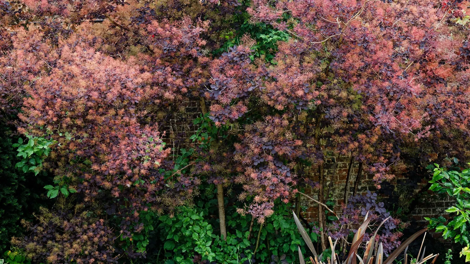 Spiny Smoke Tree (Psorothamnus Spinosus) — Renowned for its deep blue to indigo blooms and thorny branches; adding to its distinctive texture.<br><br>Adaptable
