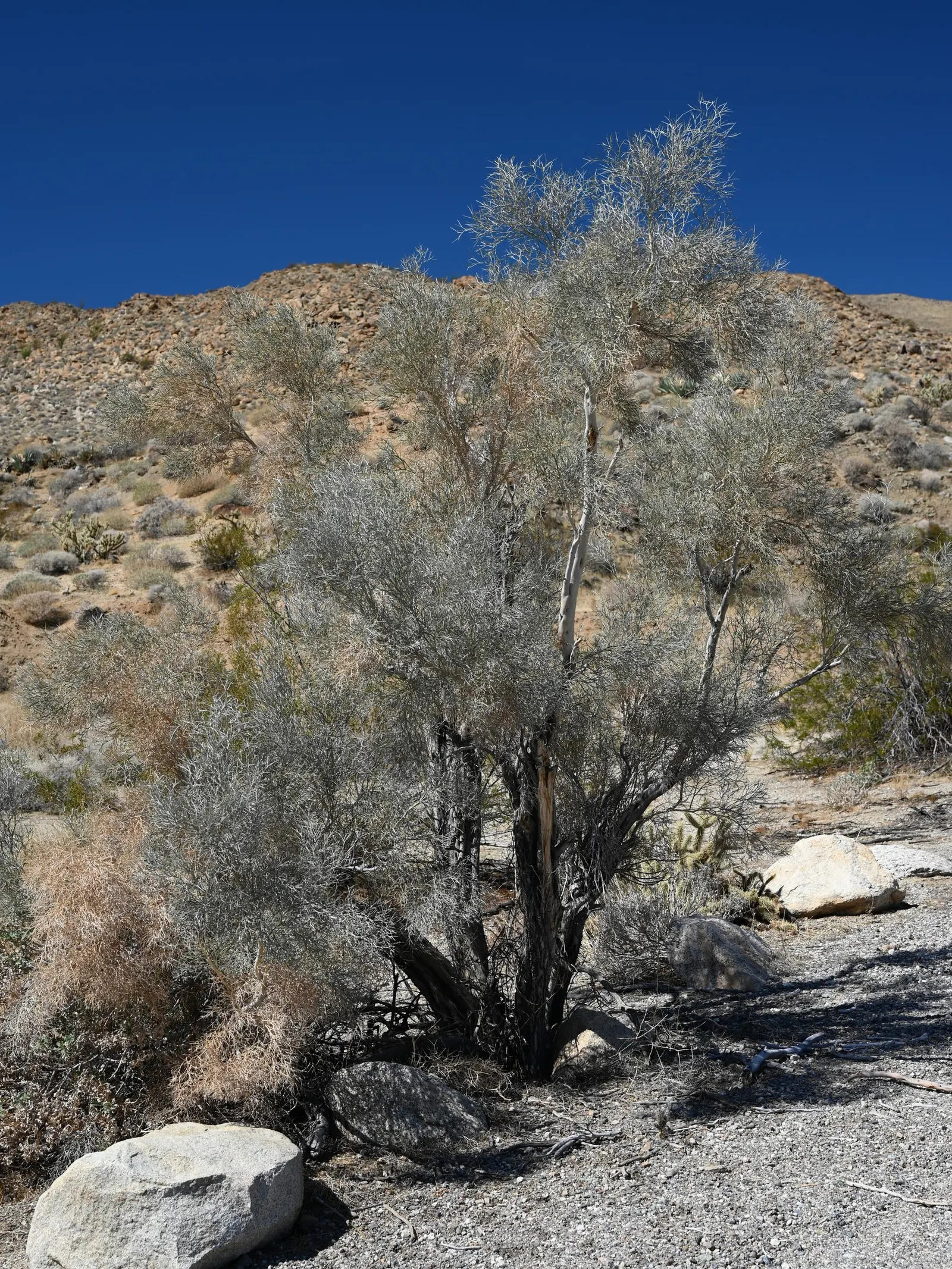 Spiny Smoke Tree (Psorothamnus Spinosus) — The plant's branches are armed with sharp thorns up to 1 inch long