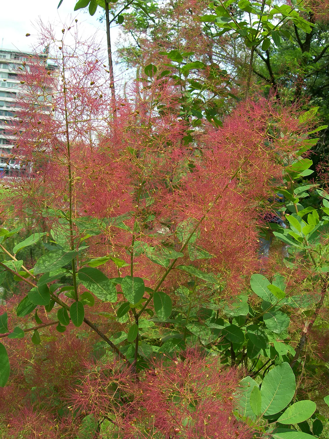 Spiny Smoke Tree (Psorothamnus Spinosus) — Preferring full sun, it thrives in well-draining soils with minimal water once established, image 25