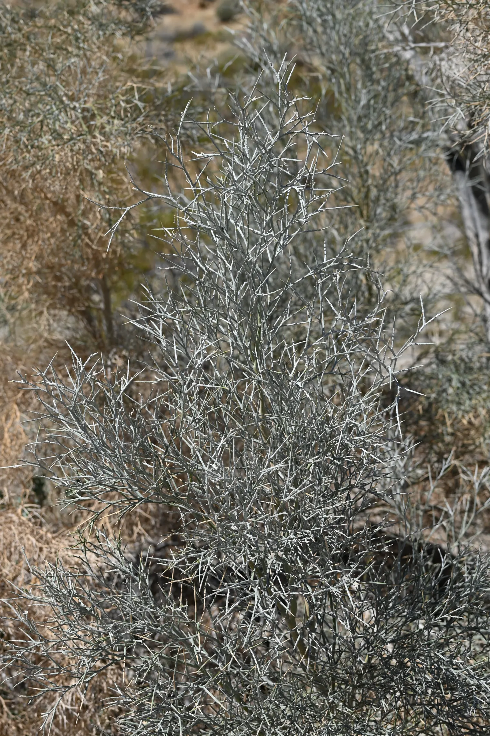 Spiny Smoke Tree (Psorothamnus Spinosus) — pinnately compound leaves are gray-green