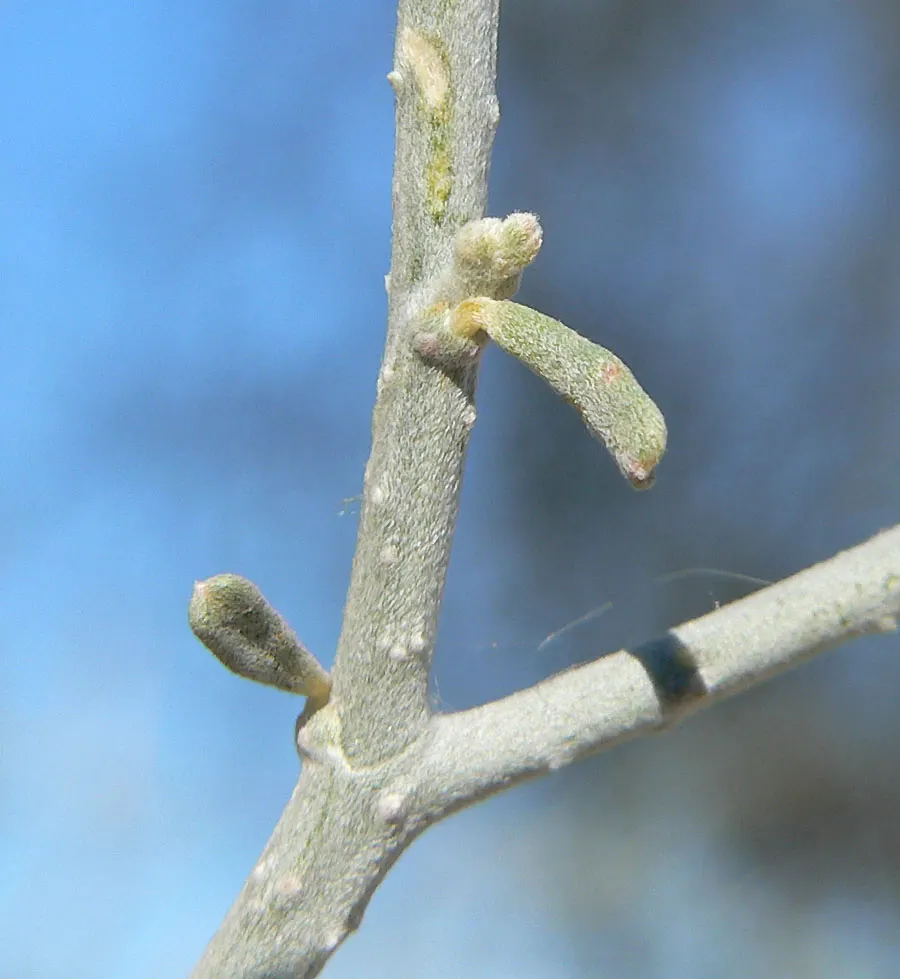 Spiny Smoke Tree (Psorothamnus Spinosus) — growing 5-10 feet tall with an equal spread