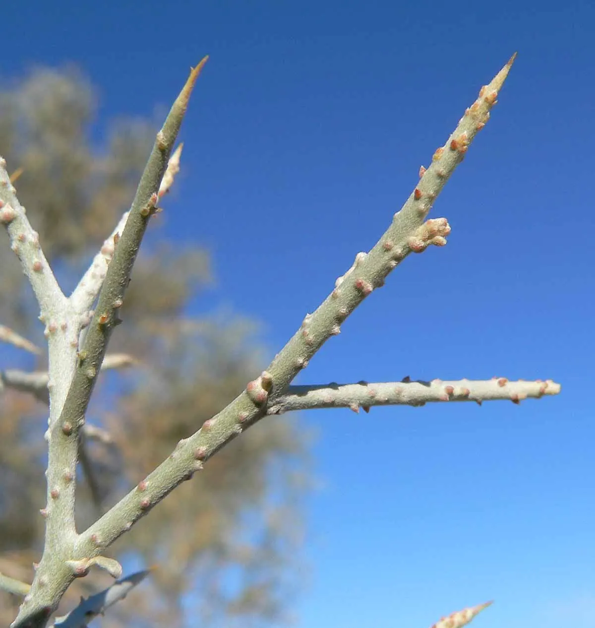 Spiny Smoke Tree (Psorothamnus Spinosus) — Be mindful of its thorny branches when positioning the plant