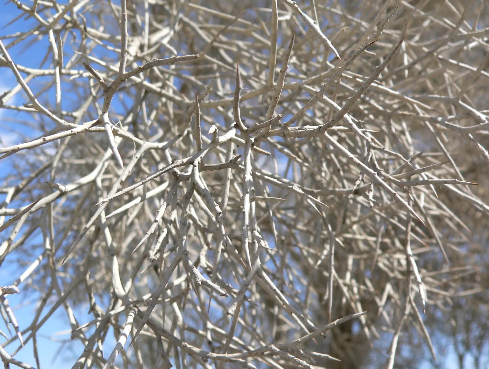 Spiny Smoke Tree (Psorothamnus Spinosus) — growing 5-10 feet tall with an equal spread; preferring full sun, it thrives in well-draining soils with minimal