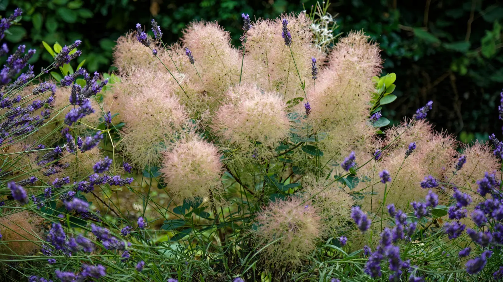 Spiny Smoke Tree (Psorothamnus Spinosus) — Its late spring flowers attract pollinators; adding to its distinctive texture.<br><br>Adaptable to USDA Hardiness