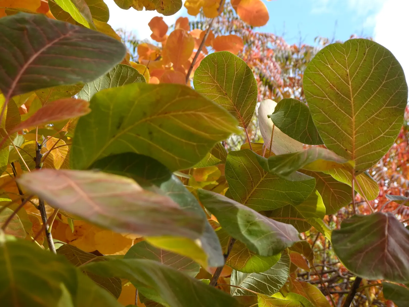 Spiny Smoke Tree (Psorothamnus Spinosus) — while its dense form can serve as a natural barrier or accent piece; and interest with minimal maintenance
