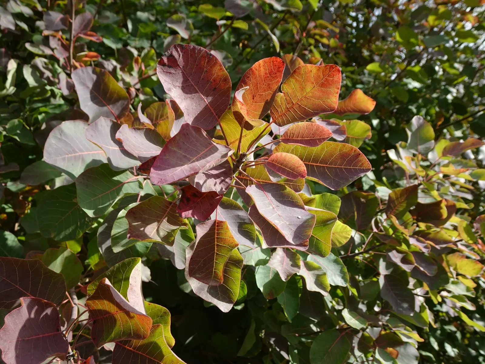 Spiny Smoke Tree (Psorothamnus Spinosus) — and interest with minimal maintenance