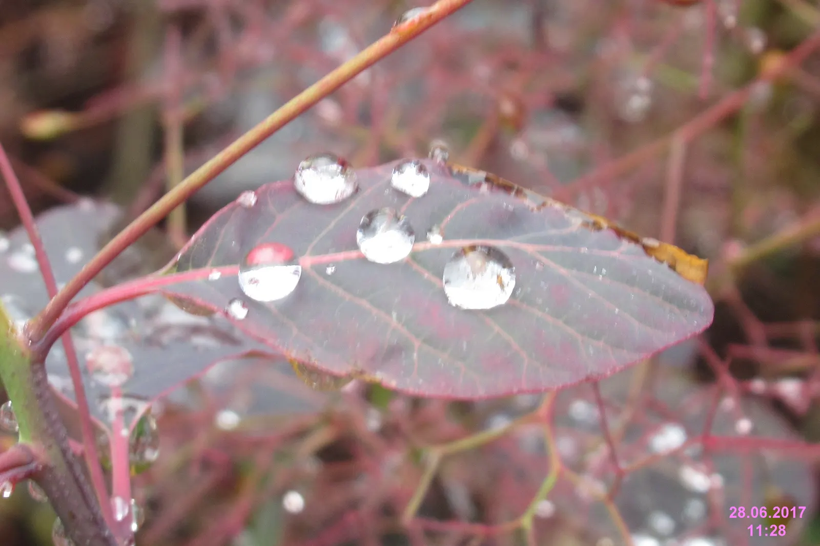 Spiny Smoke Tree (Psorothamnus Spinosus) — shrub / tree for full