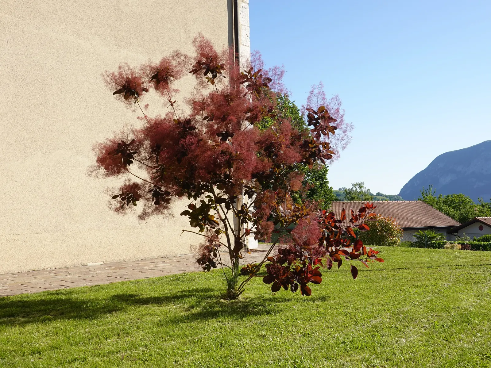 Spiny Smoke Tree (Psorothamnus Spinosus) — Preferring full sun, it thrives in well-draining soils with minimal water once established