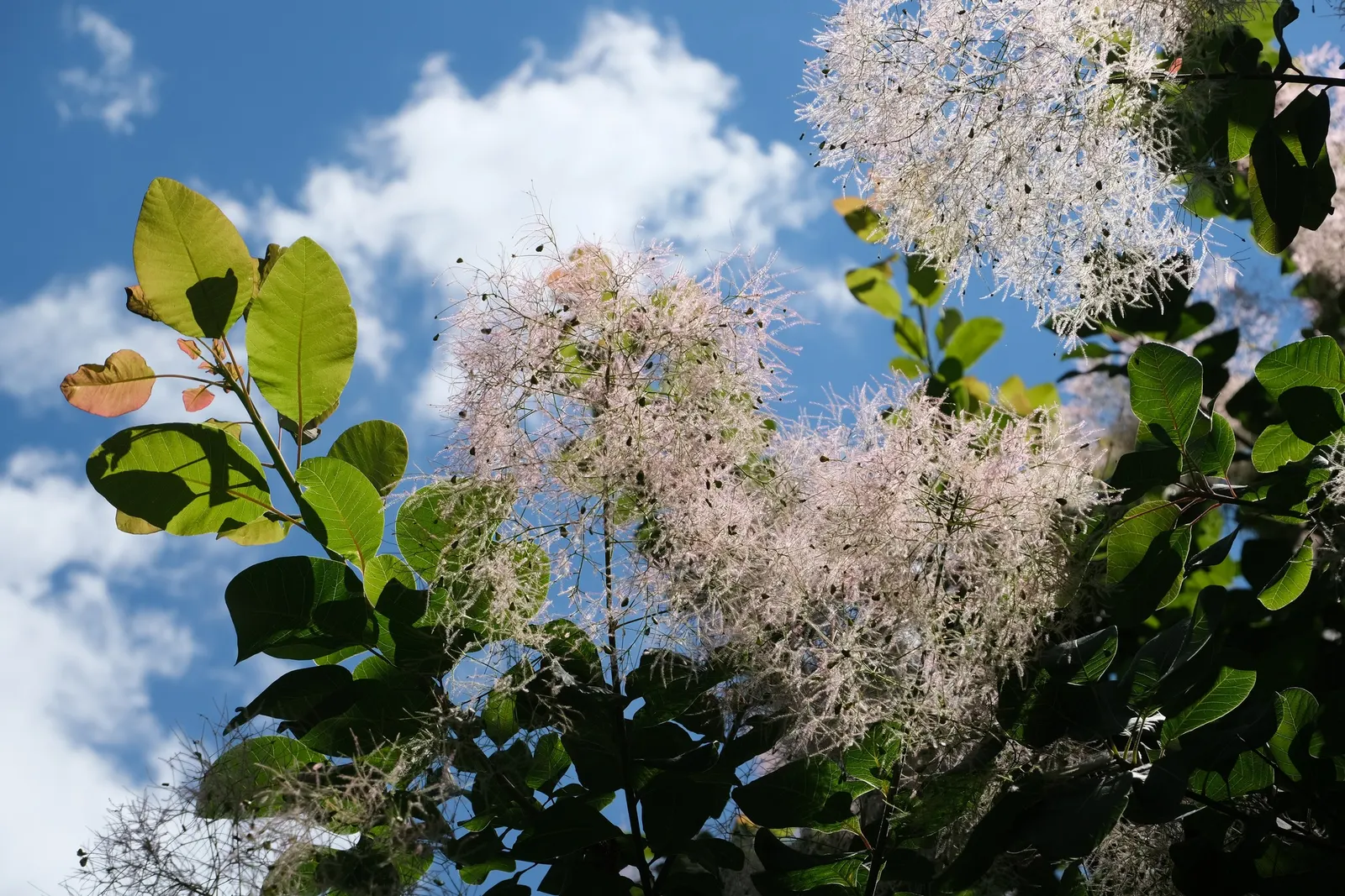 Spiny Smoke Tree (Psorothamnus Spinosus) — scientifically known as Psorothamnus spinosus; preferring full sun, it thrives in well-draining soils with minimal