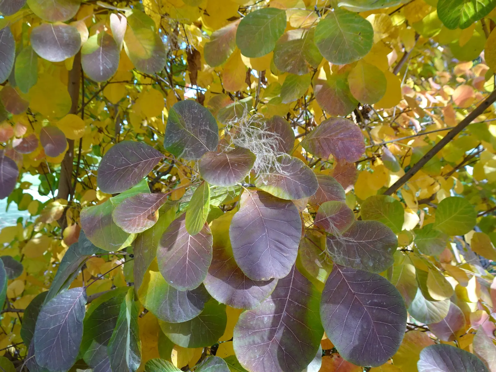 Spiny Smoke Tree (Psorothamnus Spinosus) — open canopy that creates a dramatic silhouette against desert landscapes
