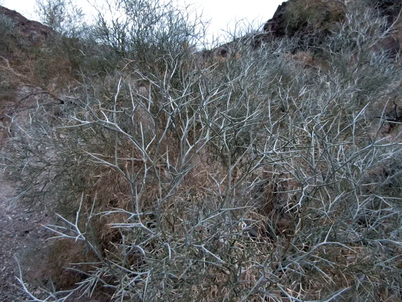 Spiny Smoke Tree (Psorothamnus Spinosus) — the Smoke Tree can serve as an architectural focal point or a natural screen