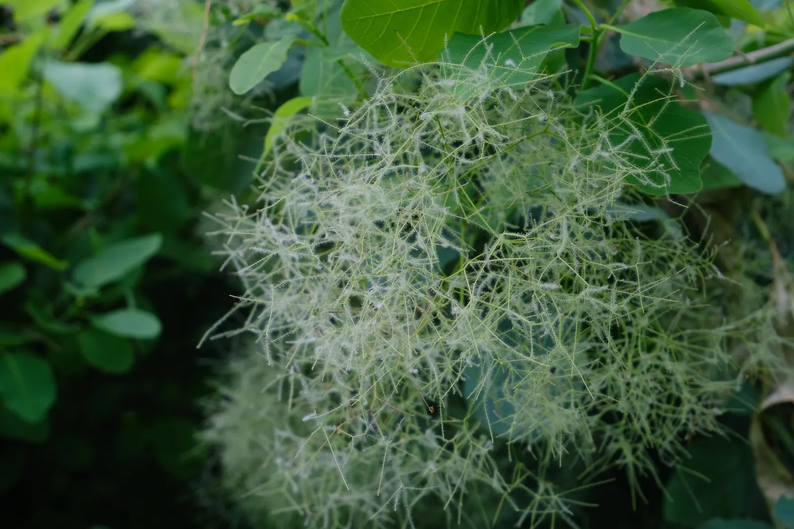 Spiny Smoke Tree (Psorothamnus Spinosus) — it provides dramatic visual impact in arid landscapes