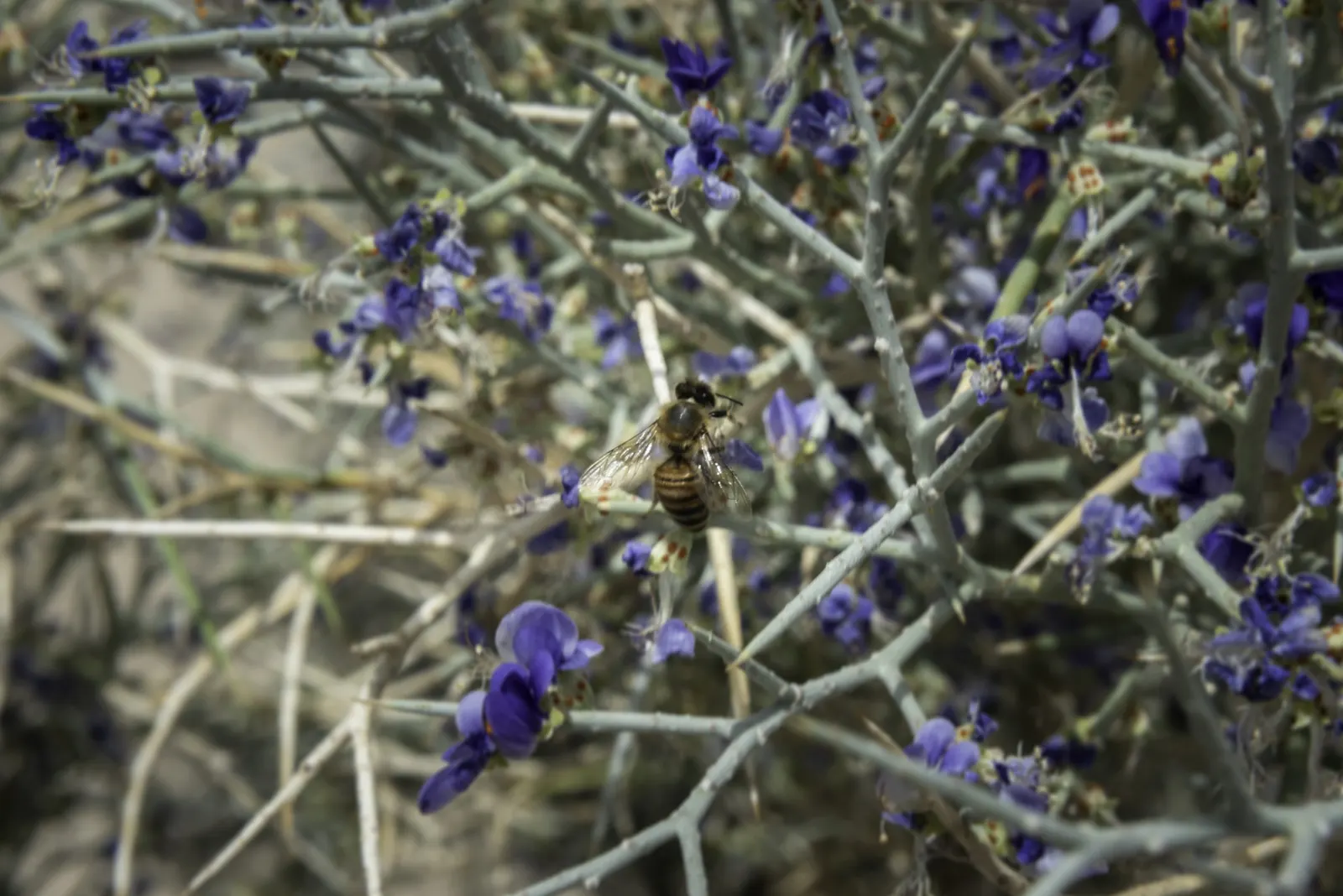 Spiny Smoke Tree (Psorothamnus Spinosus) — Renowned for its deep blue to indigo blooms and thorny branches