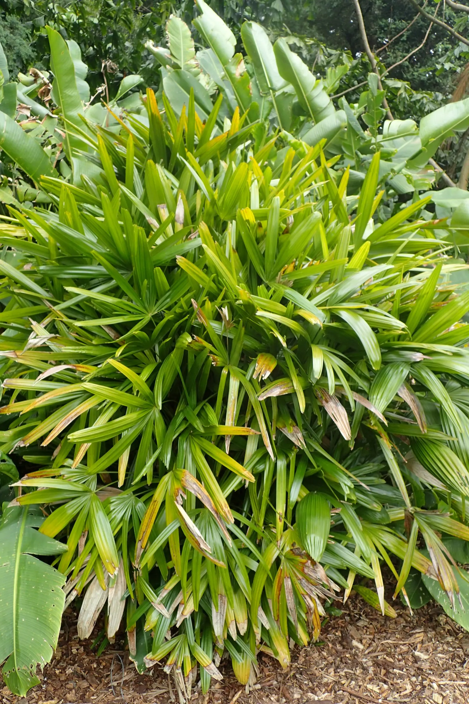 Lady Palm (Rhapis Excelsa) — grass / palm for deep shade or half or shade; in addition to its moisture needs, image 68