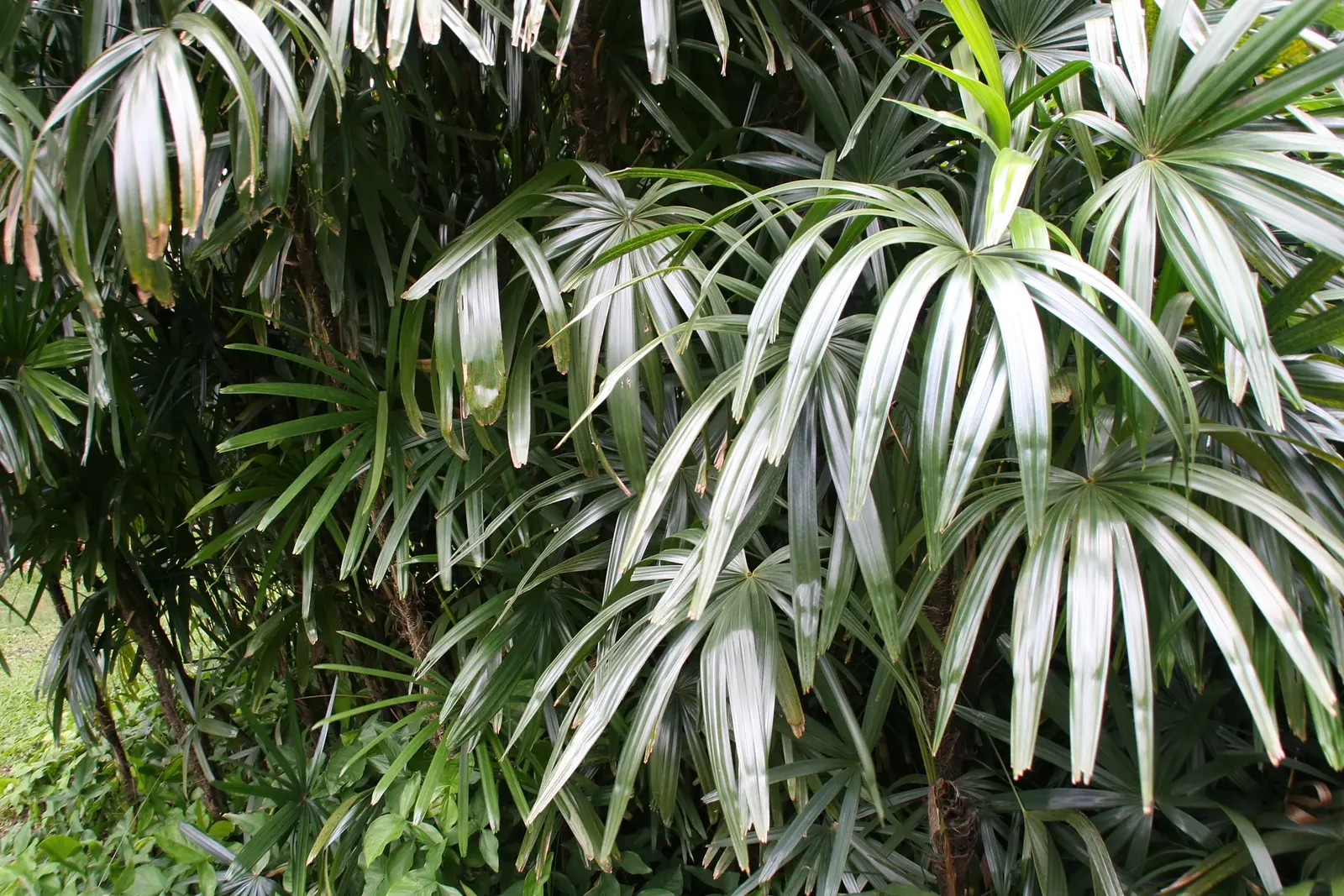 Lady Palm (Rhapis Excelsa) — It prefers well-draining soil and consistent moisture to maintain its vibrant appearance; it's cold-hardy up to 25, image 73