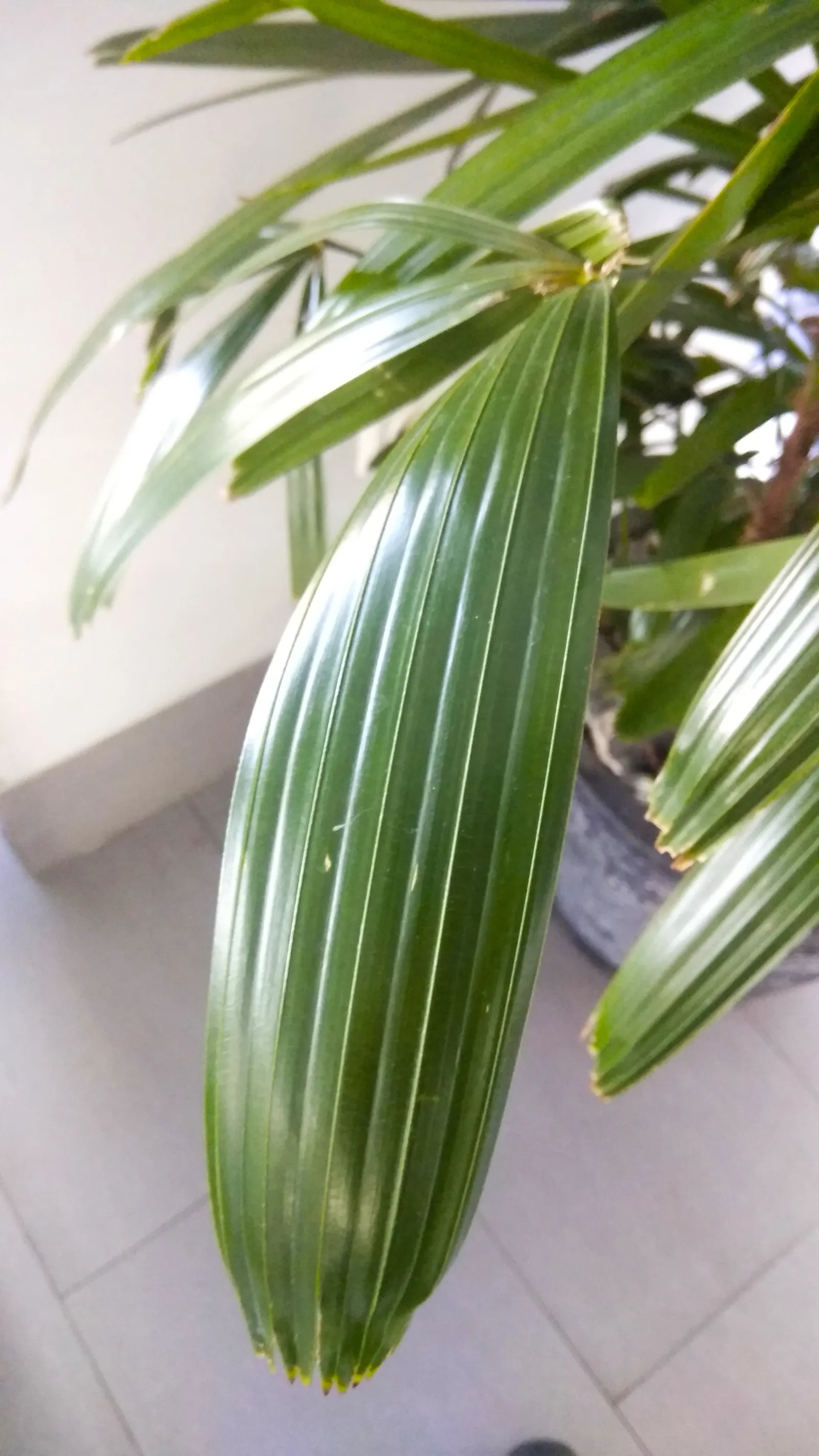 Lady Palm (Rhapis Excelsa) — grass / palm for deep shade or half or shade; in addition to its moisture needs, image 85