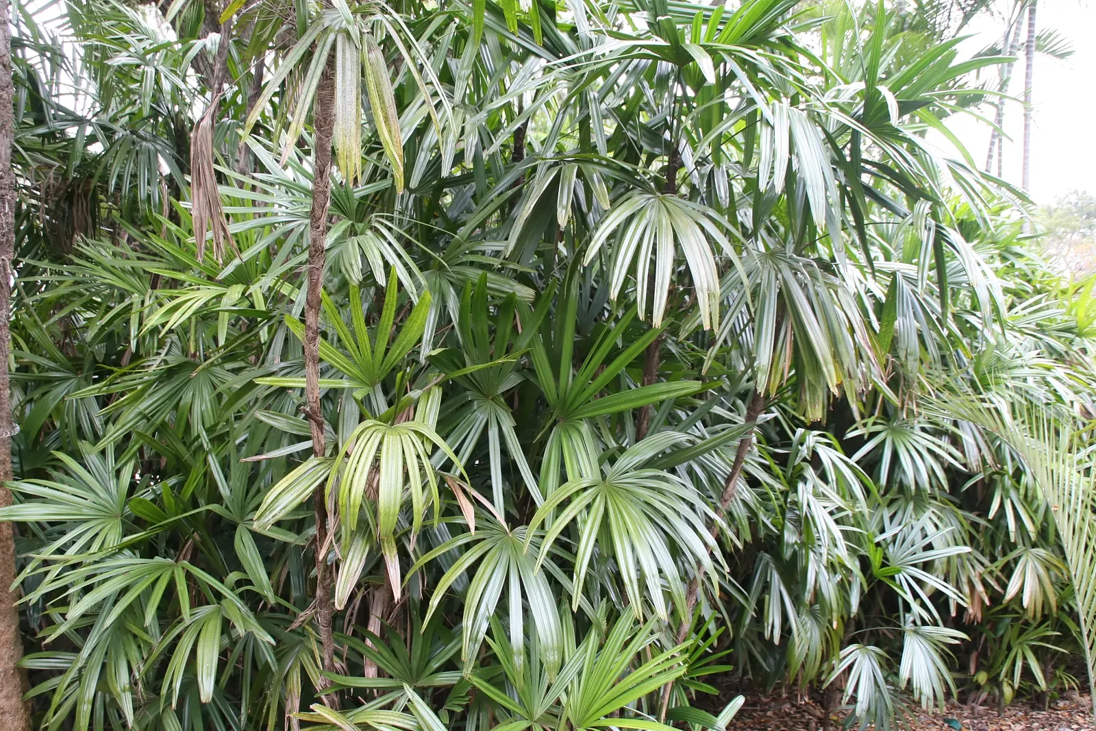 Lady Palm (Rhapis Excelsa) — In addition to its moisture needs; lady Palm can thrive in a range of light conditions, image 65