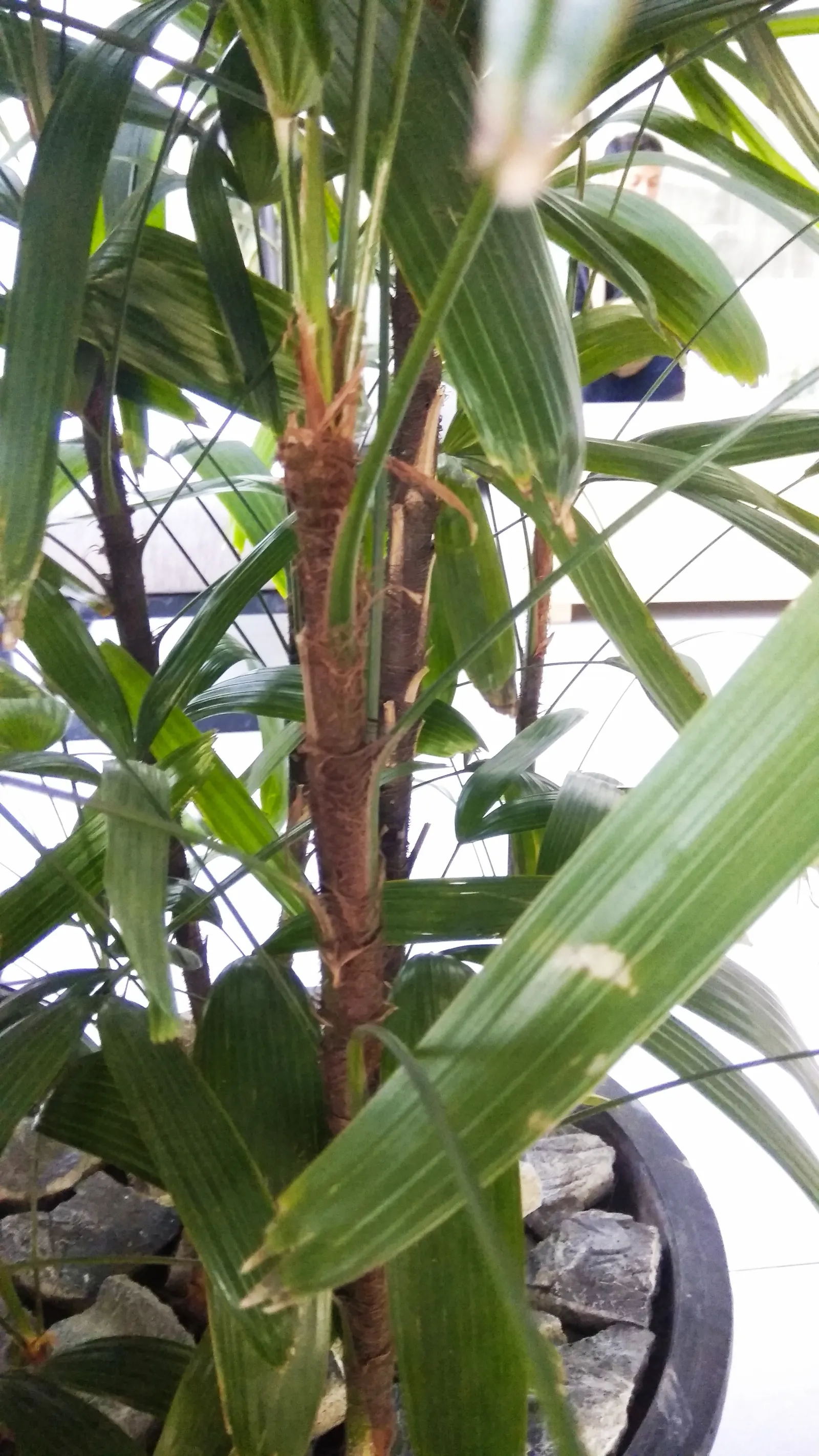 Lady Palm (Rhapis Excelsa) — suitable for both indoor and outdoor settings; depending on its environment and care.<br><br>Noted for its fan-shaped, image 72
