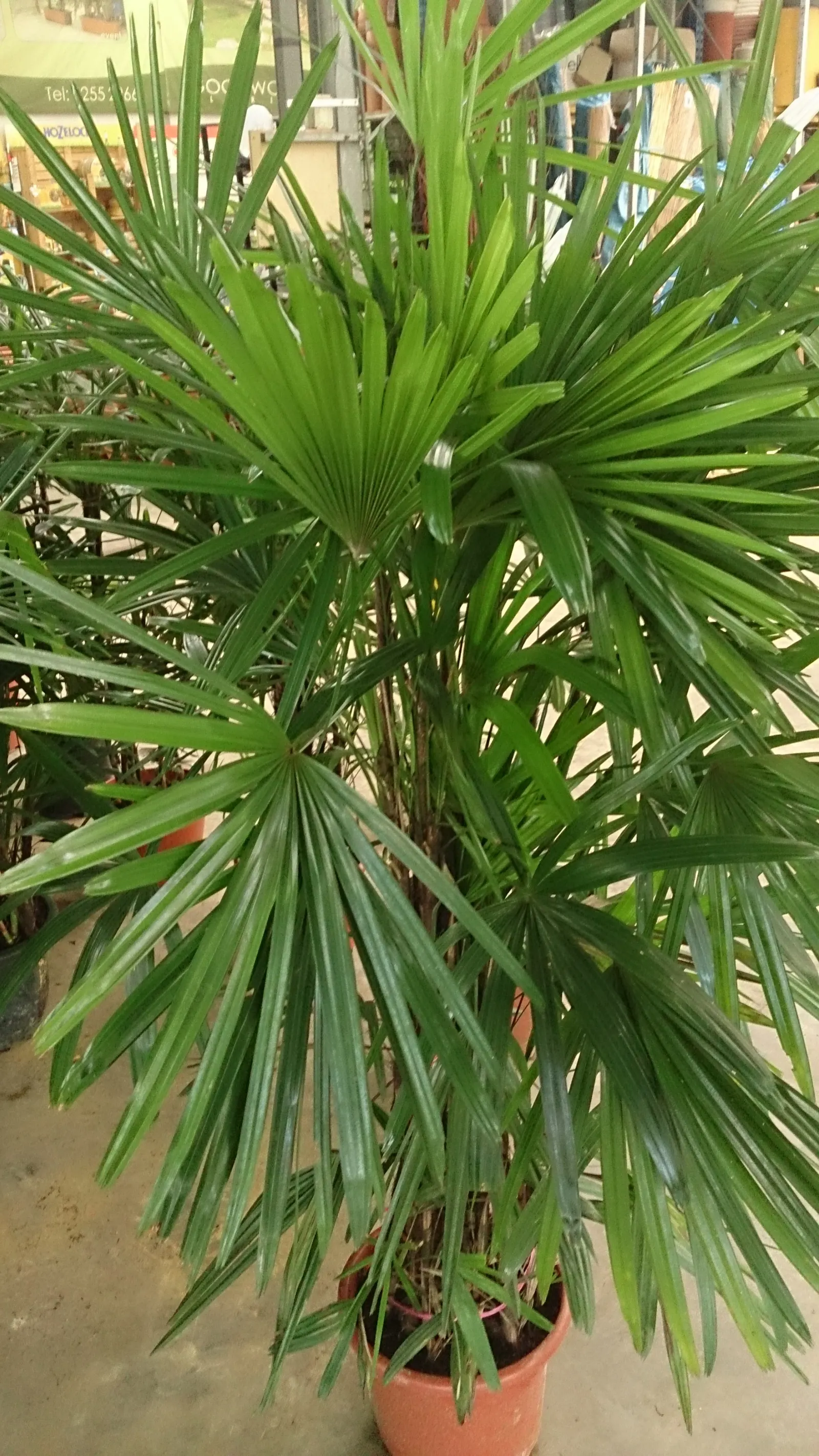 Lady Palm (Rhapis Excelsa) — Rhapis excelsa is recognized for its excellent air-purifying qualities.<br><br>This palm prefers well-draining, image 63