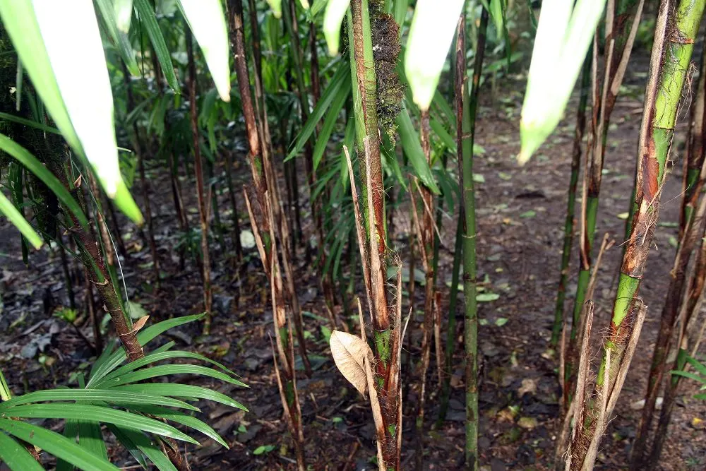 Lady Palm (Rhapis Excelsa) — from low indirect light to partial shade; the Lady Palm, Rhapis excelsa, is an elegant, slow-growing palm that hails, image 79