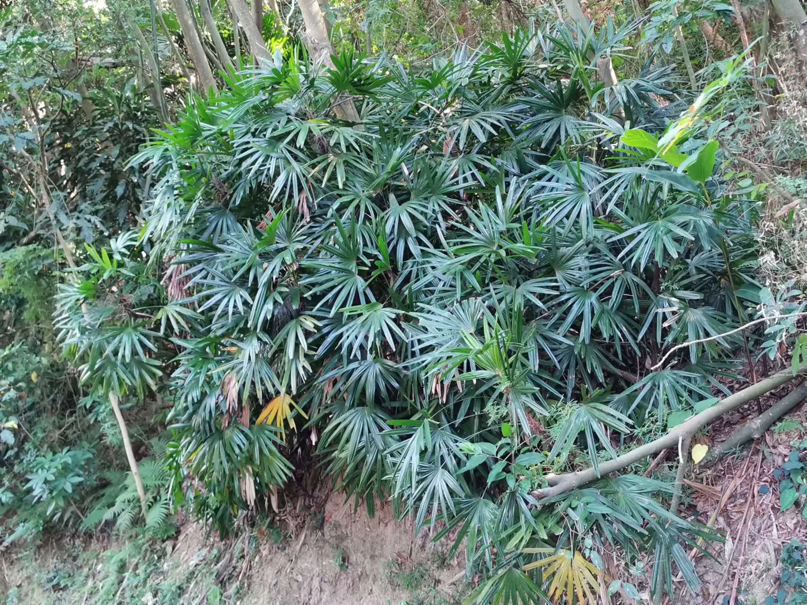 Lady Palm (Rhapis Excelsa) — it's cold-hardy up to 25 degrees Fahrenheit; grass / palm for deep shade or half or shade, image 83