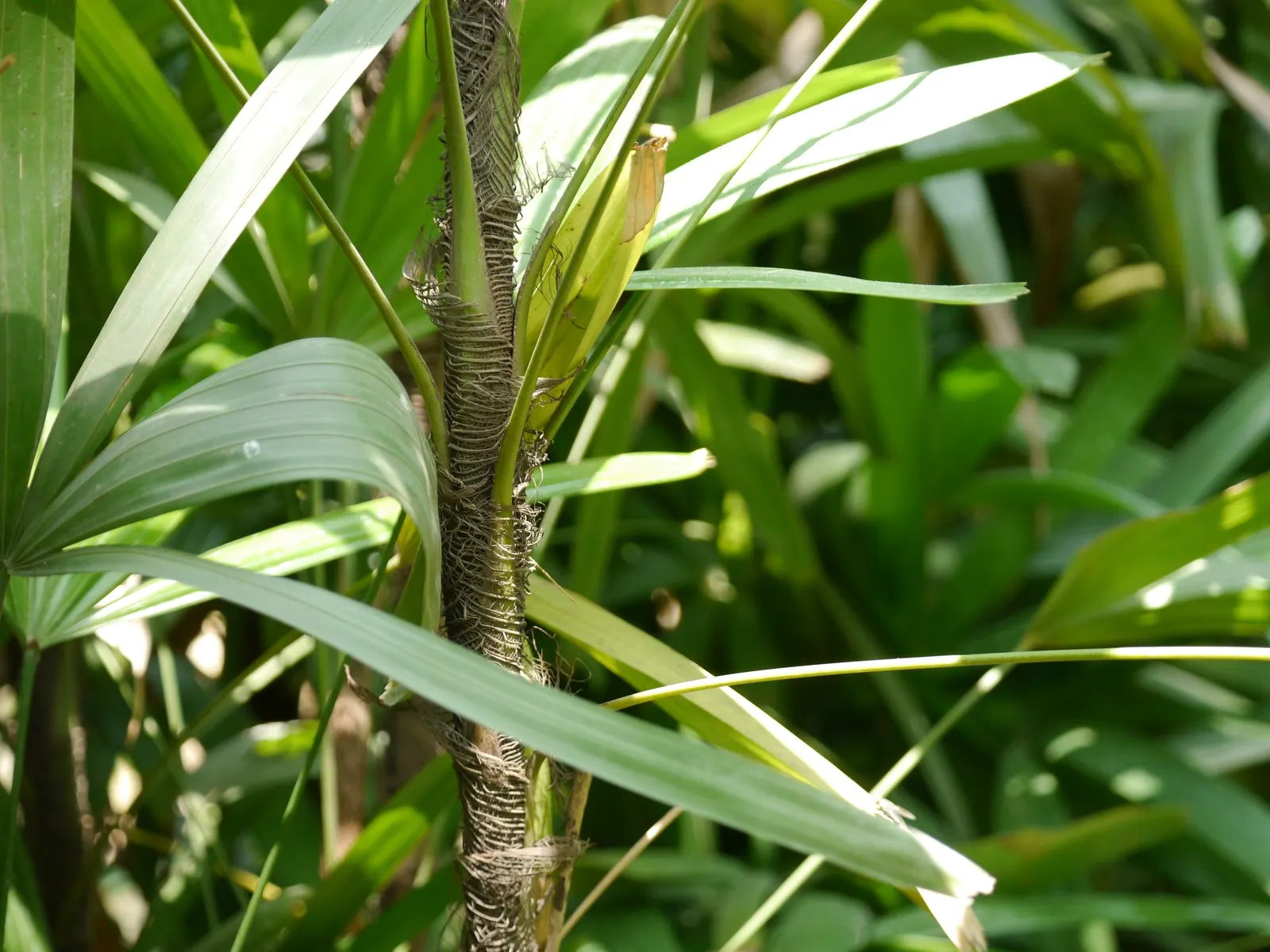 Lady Palm (Rhapis Excelsa) — Lady Palm, Rhapis excelsa, is an elegant, slow-growing fan palm that thrives in partial shade; suitable for both, image 69