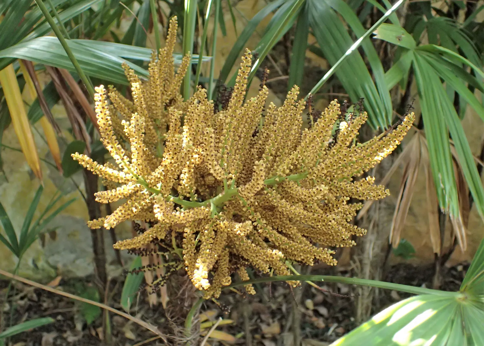 Lady Palm (Rhapis Excelsa) — Lady Palm can thrive in a range of light conditions; the Lady Palm is a compelling selection, image 44