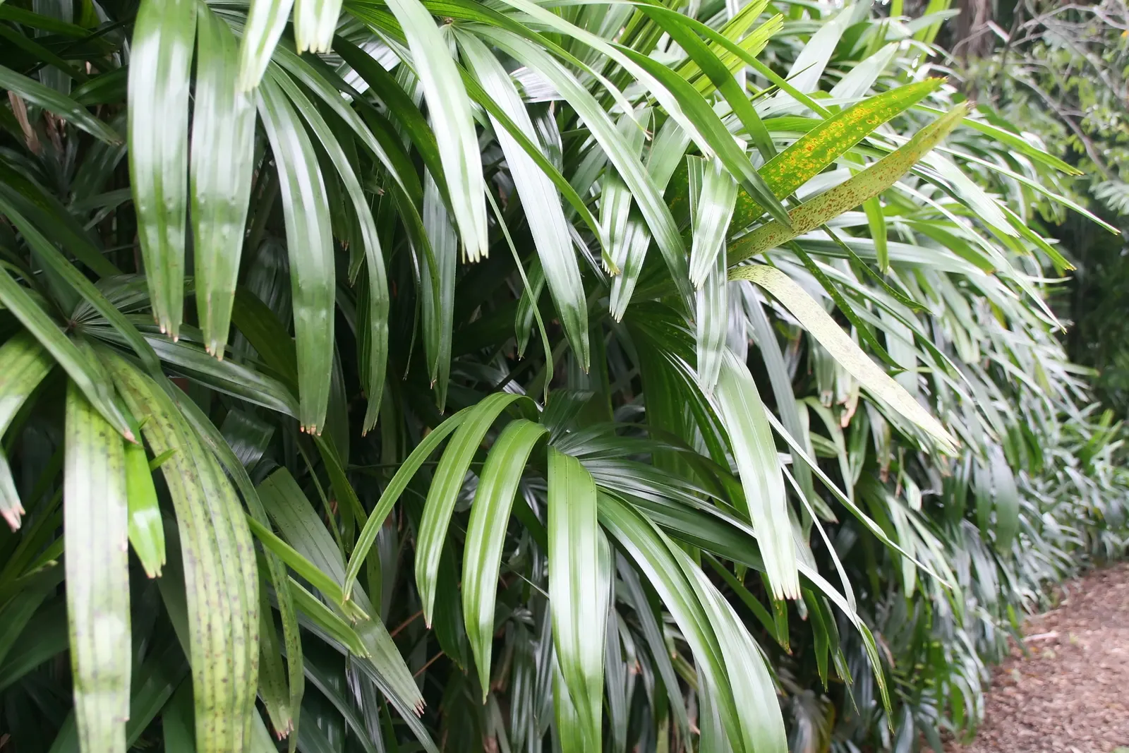Lady Palm (Rhapis Excelsa) — glossy fronds give this air-purifying plant a lush; lady Palm, Rhapis excelsa, is an elegant, slow-growing fan palm, image 54