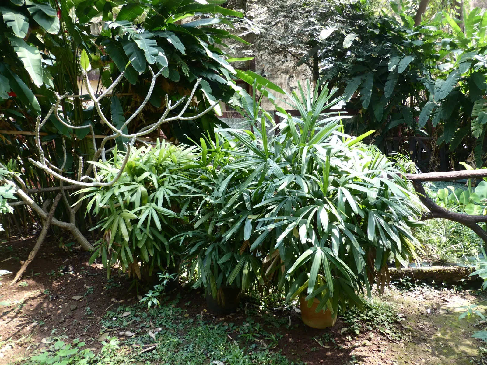 Lady Palm (Rhapis Excelsa) — A versatile potted or understory plant, it reaches an ultimate height of 5-8 feet with a spread of 3-5 feet; from low, image 70