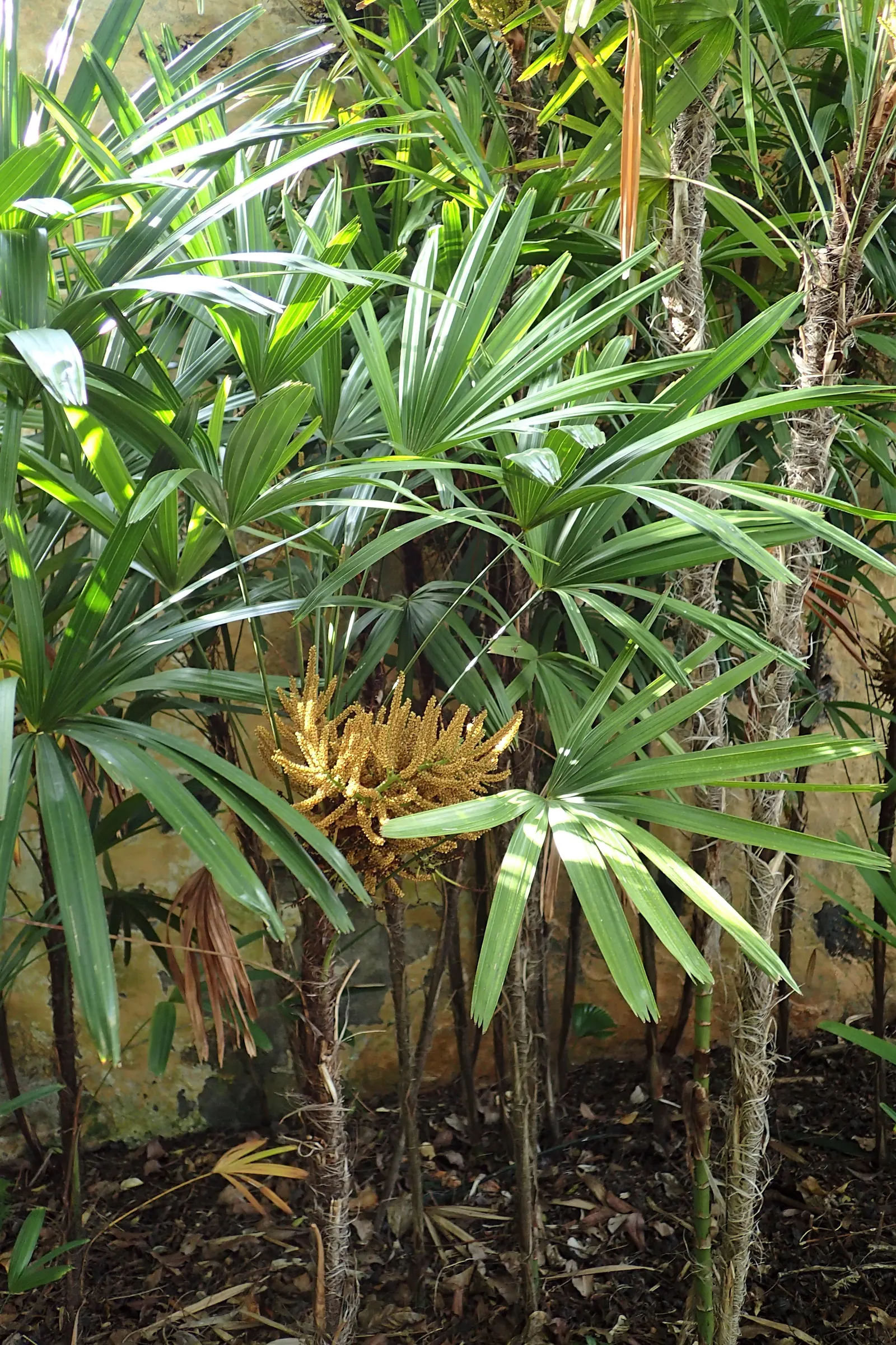 Lady Palm (Rhapis Excelsa) — Lady Palm can thrive in a range of light conditions; the Lady Palm is a compelling selection, image 61