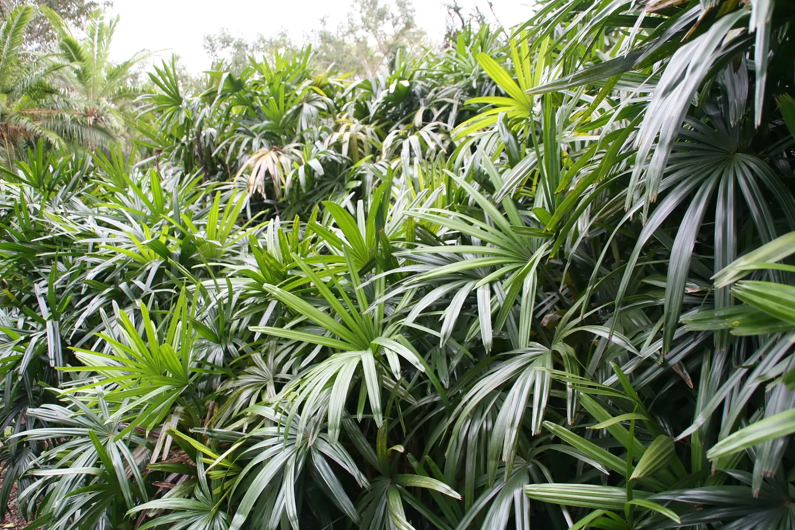 Lady Palm (Rhapis Excelsa) — glossy leaves which are divided into broad, image 60