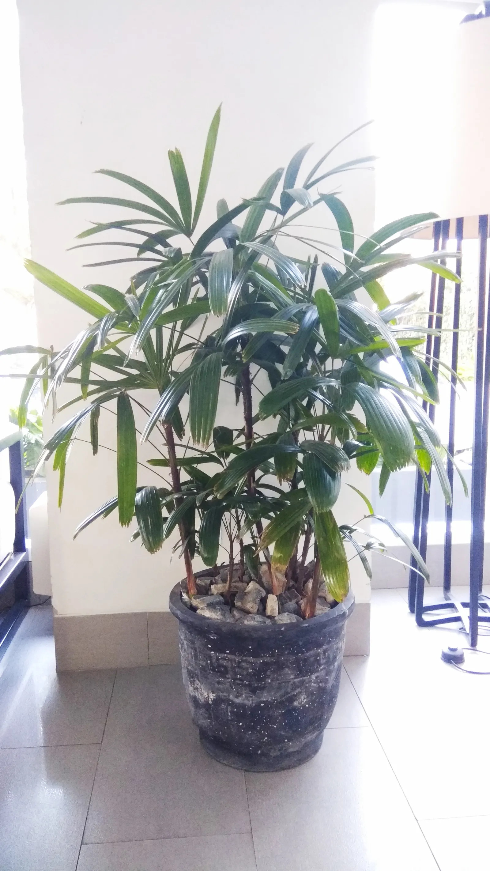 Lady Palm (Rhapis Excelsa) — fertile soil with a neutral to slightly acidic pH; glossy fronds give this air-purifying plant a lush, image 47