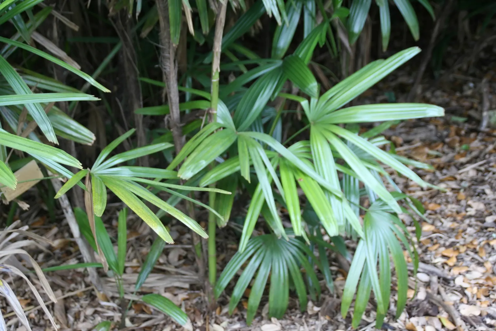 Lady Palm (Rhapis Excelsa) — from low indirect light to partial shade; the Lady Palm, Rhapis excelsa, is an elegant, slow-growing palm that hails, image 62