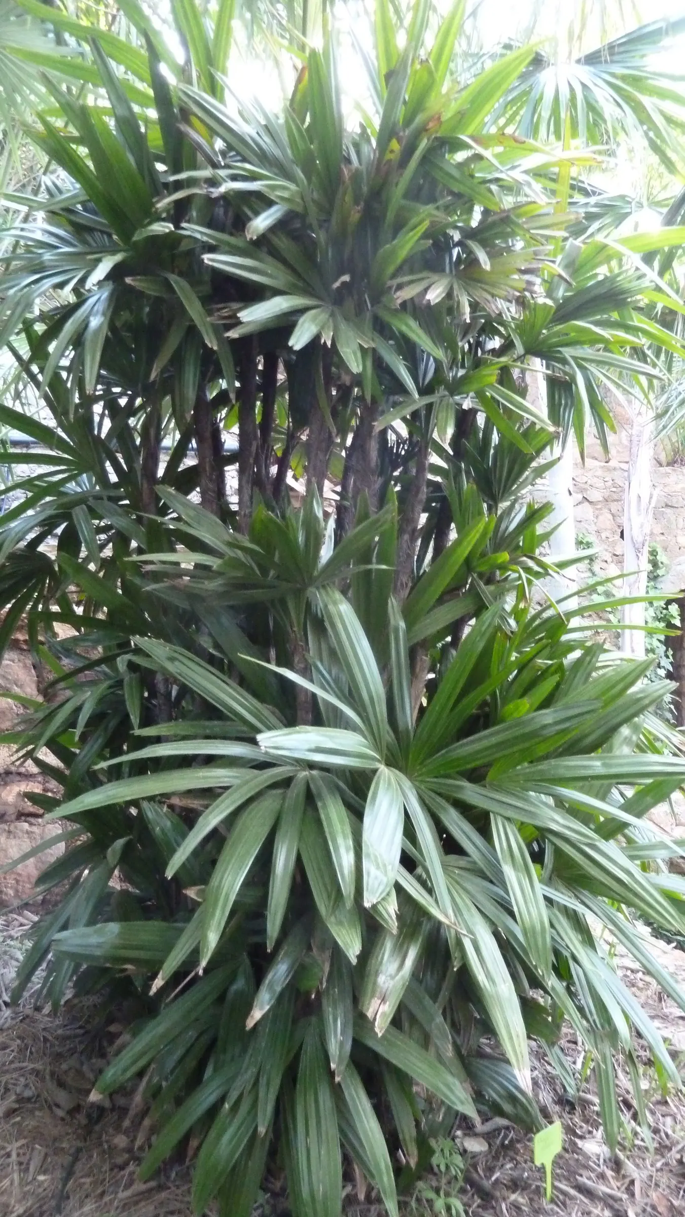 Lady Palm (Rhapis Excelsa) — the Lady Palm is a compelling selection; this versatile plant is ideal for landscape designs intent on evoking a lush, image 84