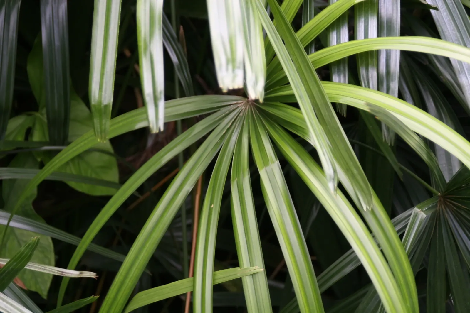Lady Palm (Rhapis Excelsa) — fertile soil with a neutral to slightly acidic pH; glossy fronds give this air-purifying plant a lush, image 81