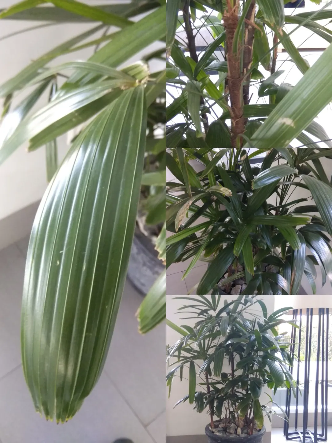 Lady Palm (Rhapis Excelsa) — Rhapis excelsa is recognized for its excellent air-purifying qualities.<br><br>This palm prefers well-draining, image 46