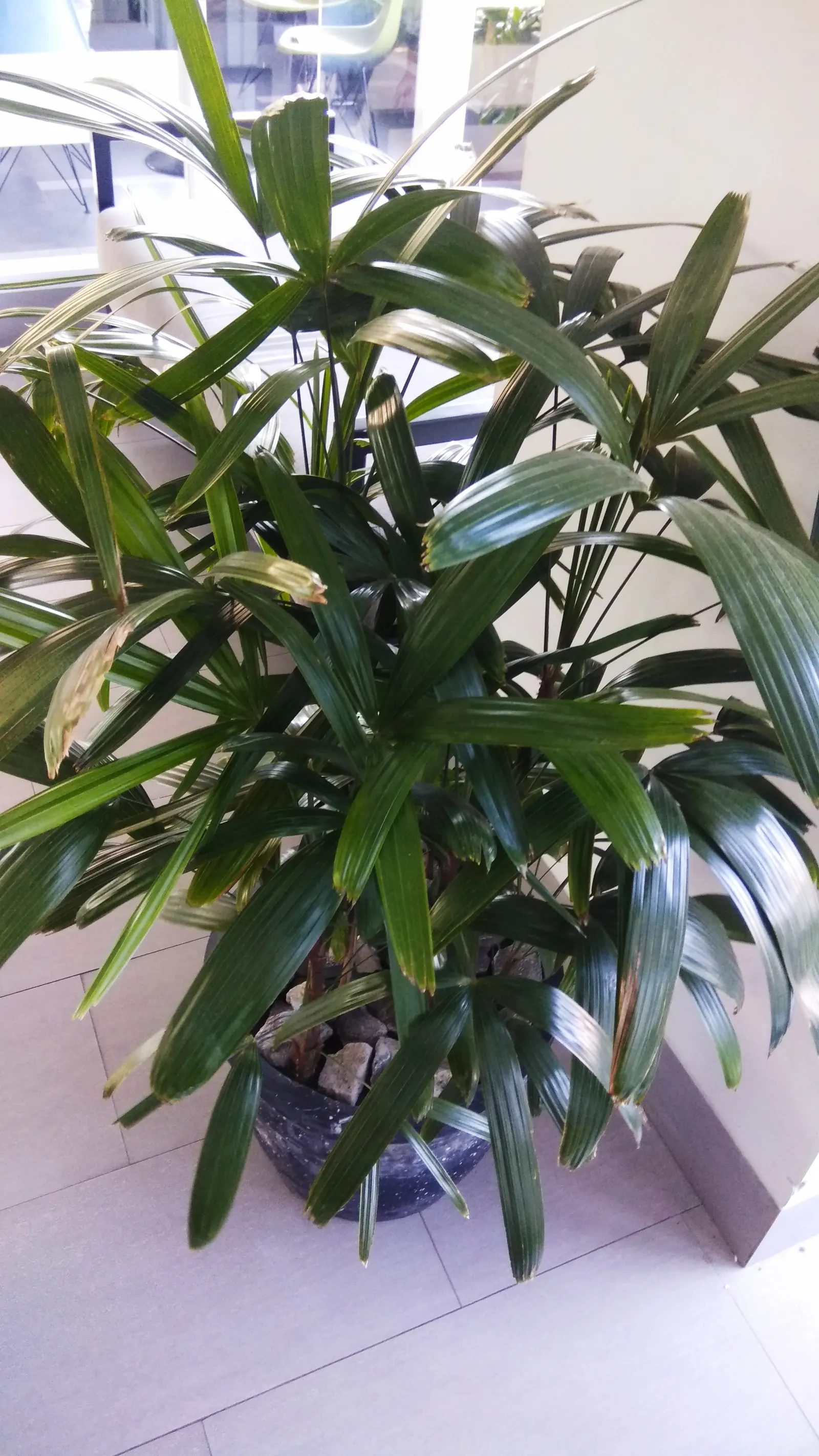 Lady Palm (Rhapis Excelsa) — This versatile plant is ideal for landscape designs intent on evoking a lush; rhapis excelsa is recognized for its, image 75