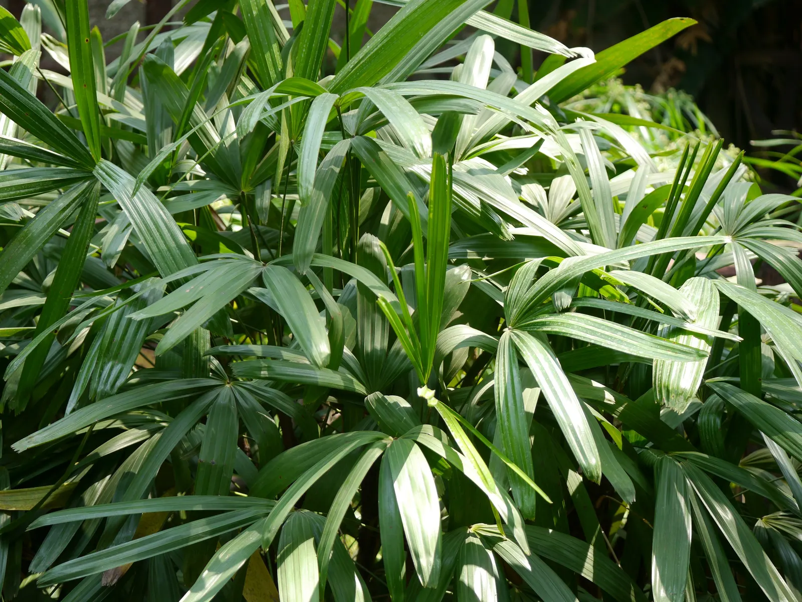 Lady Palm (Rhapis Excelsa) — The Lady Palm, Rhapis excelsa, is an elegant, slow-growing palm that hails from Southeast Asia; it prefers, image 74