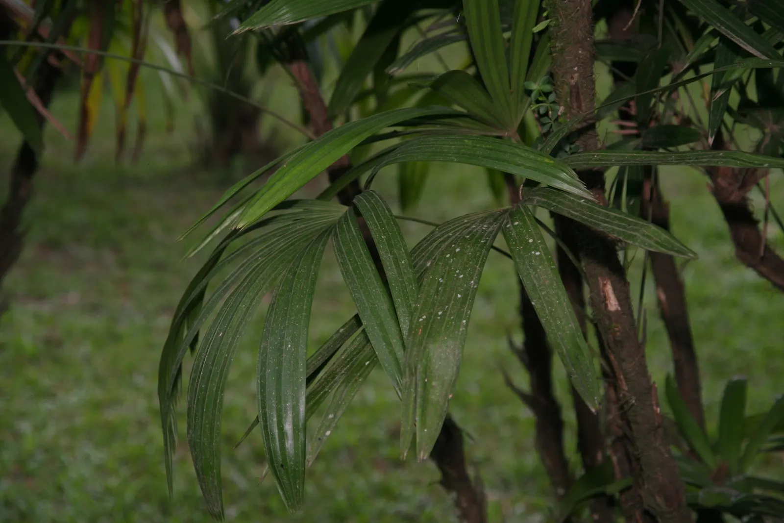 Lady Palm (Rhapis Excelsa) — suitable for both indoor and outdoor settings; depending on its environment and care.<br><br>Noted for its fan-shaped, image 55