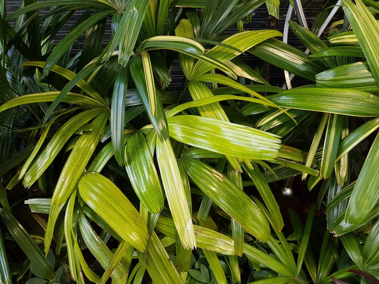 Lady Palm (Rhapis Excelsa) — the Lady Palm is a compelling selection; this versatile plant is ideal for landscape designs intent on evoking a lush, image 67