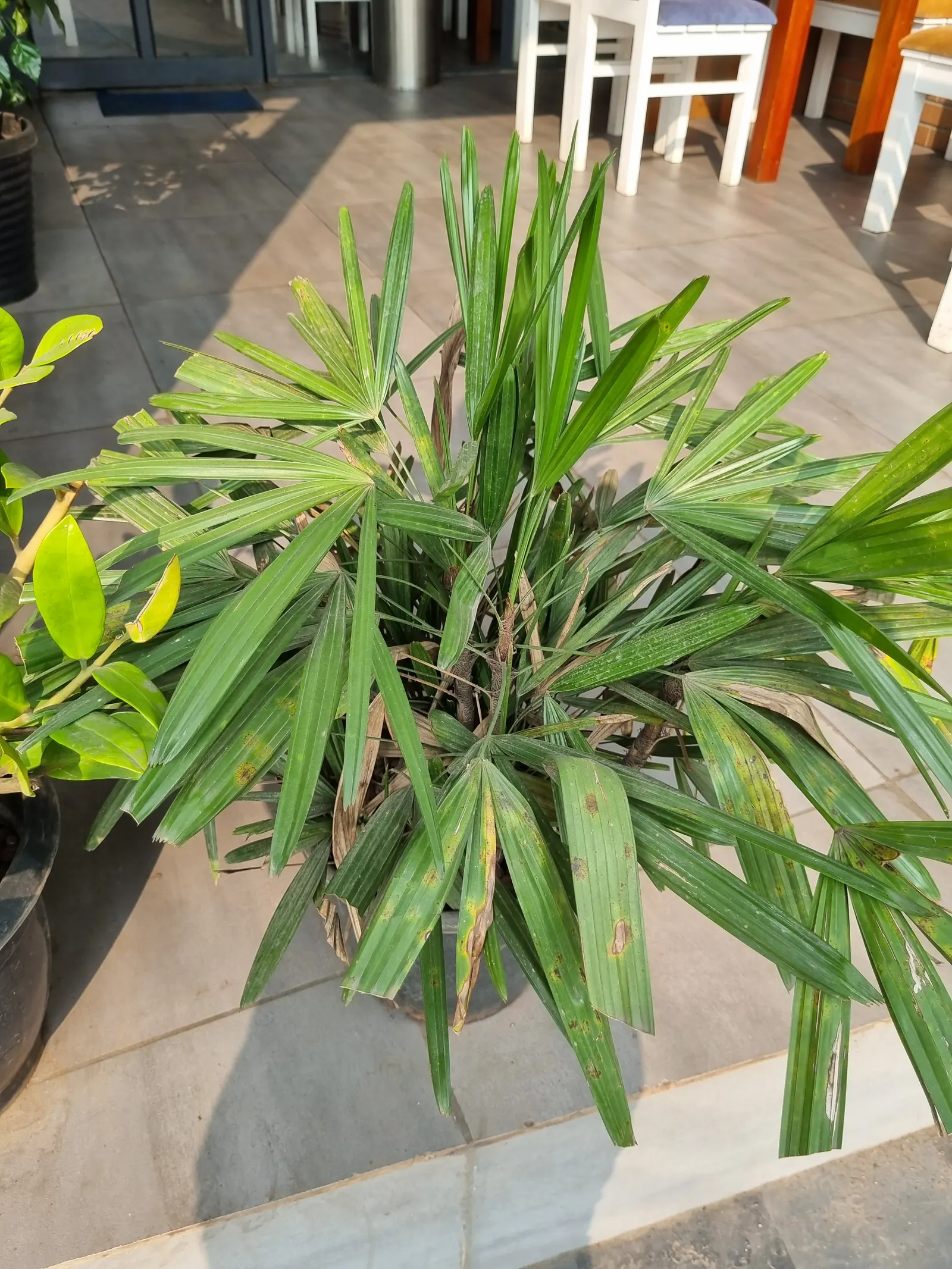 Lady Palm (Rhapis Excelsa) — depending on its environment and care.<br><br>Noted for its fan-shaped; a versatile potted or understory plant, it, image 42