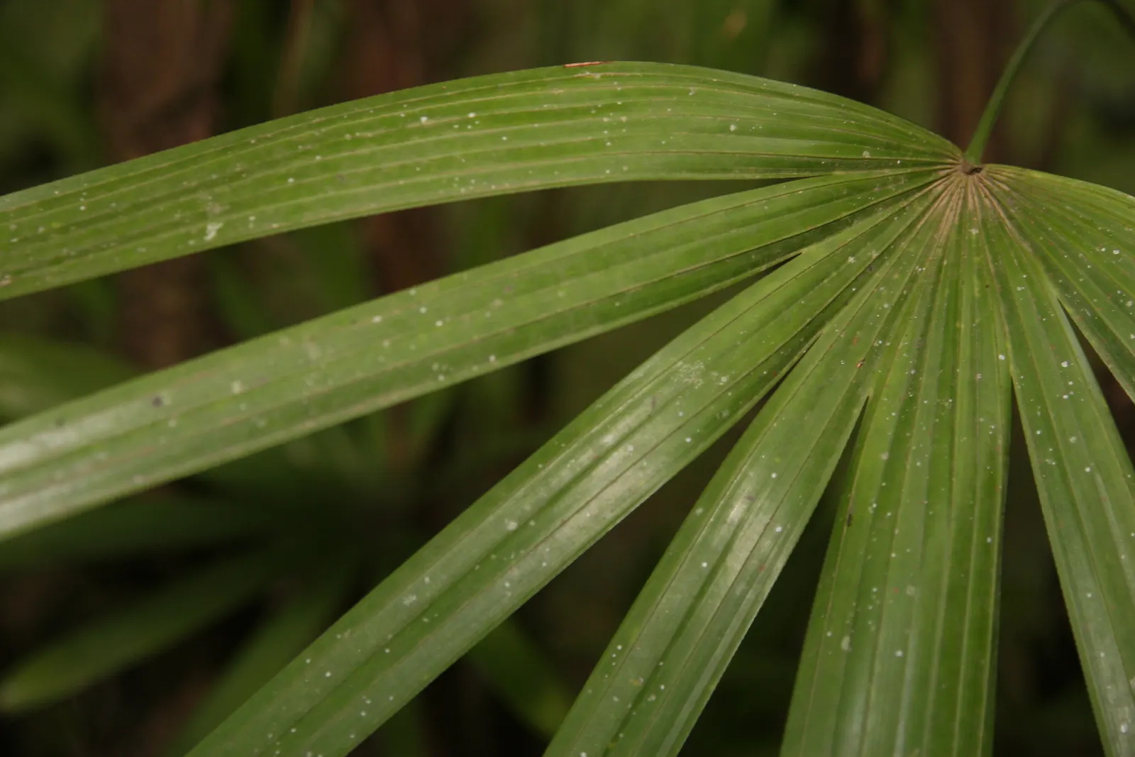Lady Palm (Rhapis Excelsa) — glossy leaves which are divided into broad, image 77