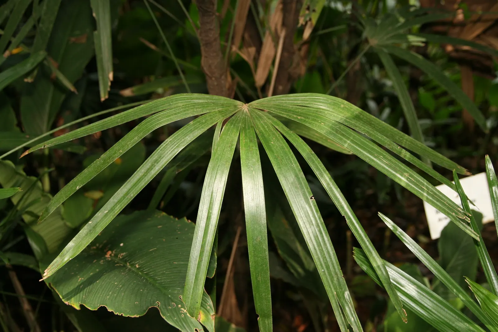 Lady Palm (Rhapis Excelsa) — Rhapis excelsa is recognized for its excellent air-purifying qualities.<br><br>This palm prefers well-draining, image 80