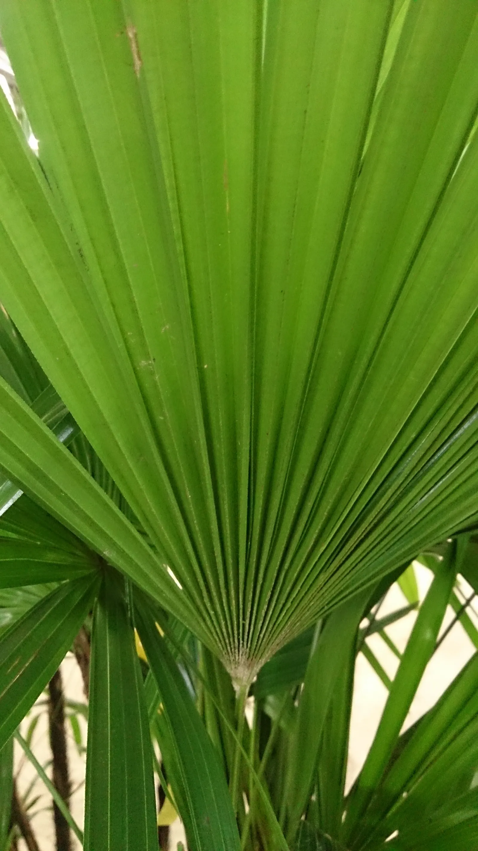 Lady Palm (Rhapis Excelsa) — In addition to its moisture needs; lady Palm can thrive in a range of light conditions, image 48