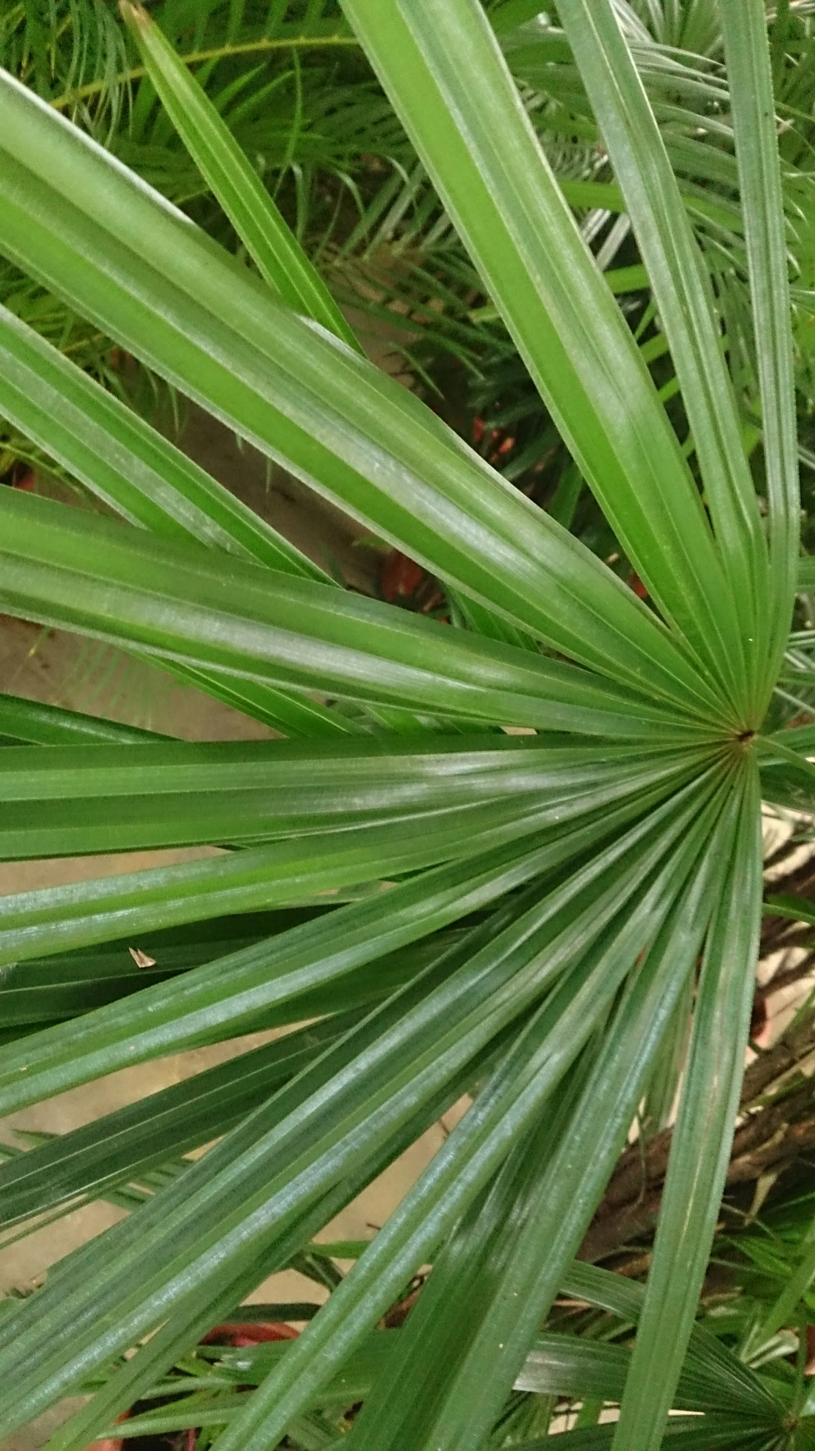 Lady Palm (Rhapis Excelsa) — It prefers well-draining soil and consistent moisture to maintain its vibrant appearance; it's cold-hardy up to 25, image 56