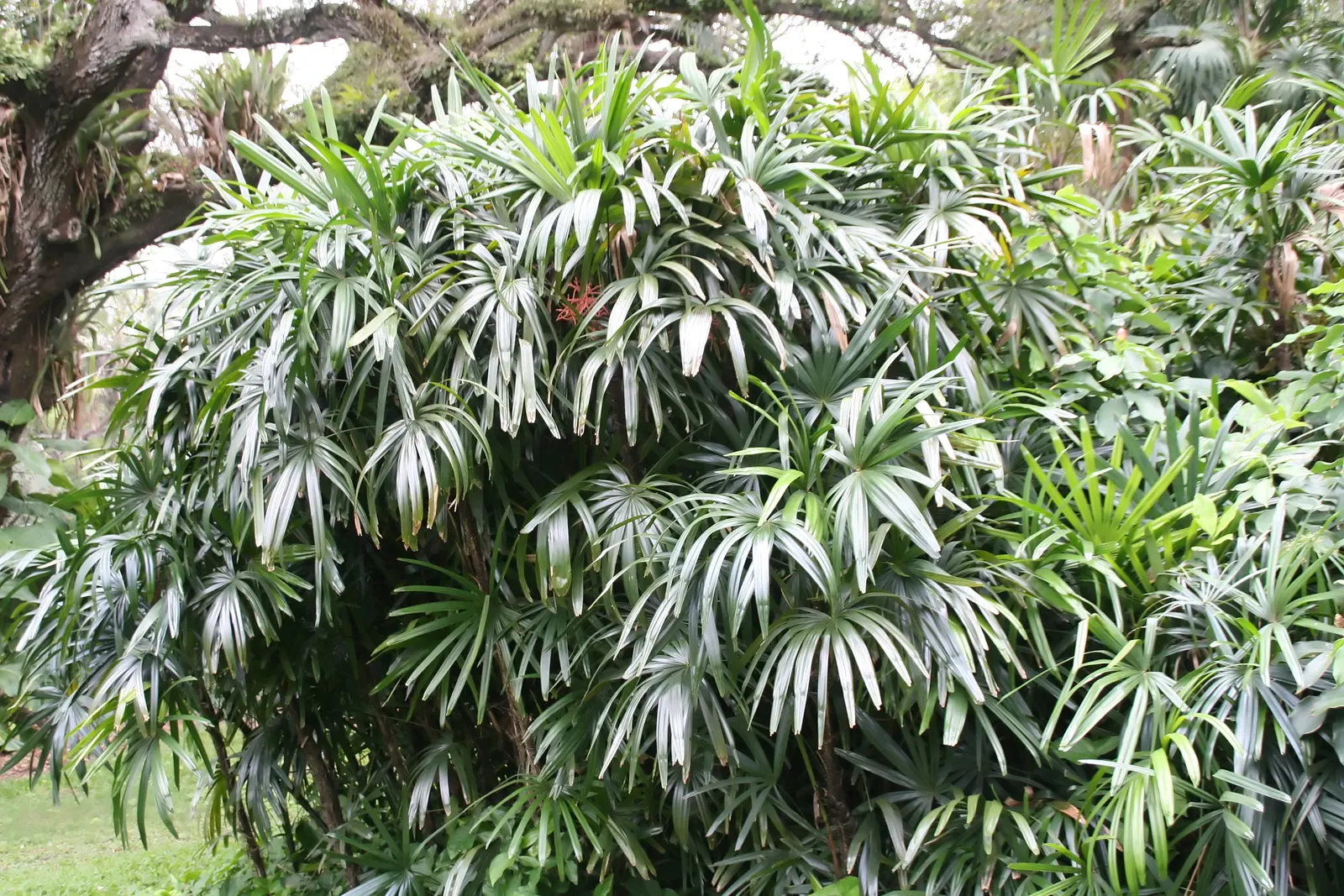 Lady Palm (Rhapis Excelsa) — glossy leaves which are divided into broad, image 43