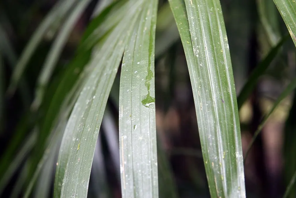Lady Palm (Rhapis Excelsa) — Lady Palm, Rhapis excelsa, is an elegant, slow-growing fan palm that thrives in partial shade; suitable for both, image 86